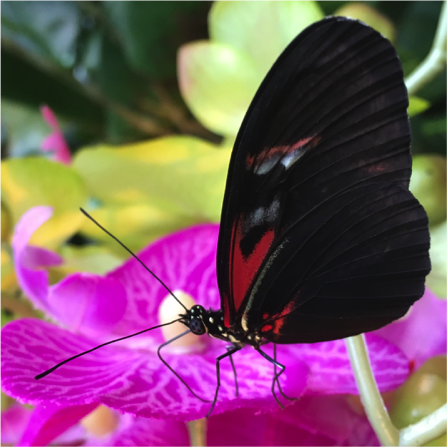 butterfly.png
