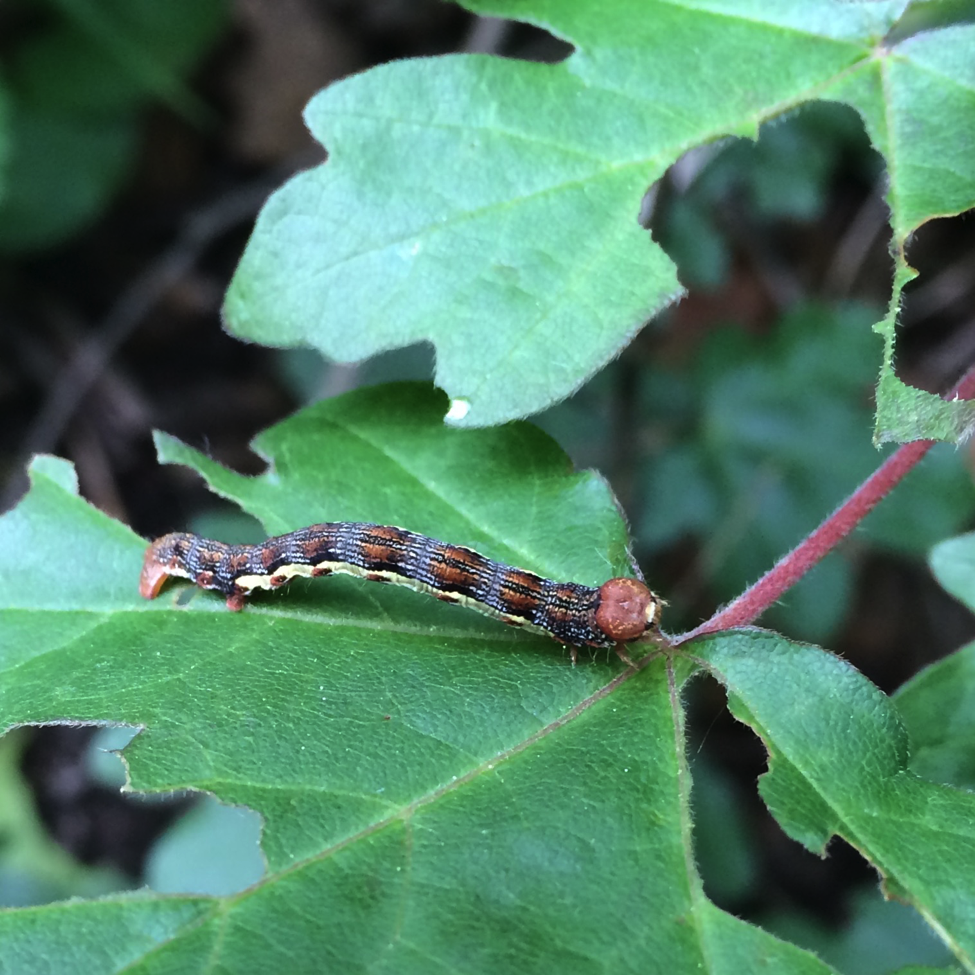 caterpillar1.png