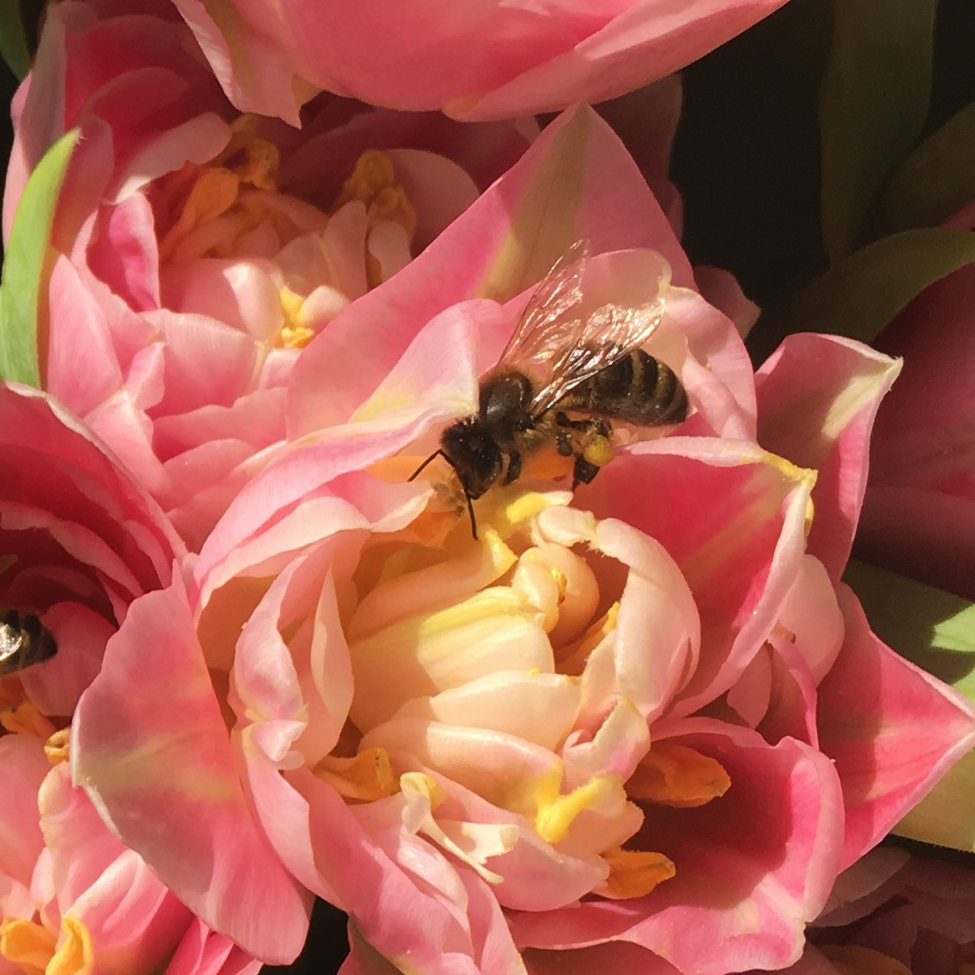 honeybees.png