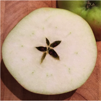 apple1.png