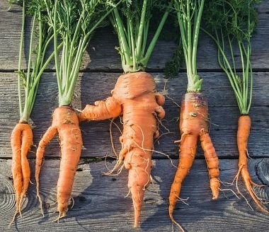 VS ugly-organic-carrot.jpg