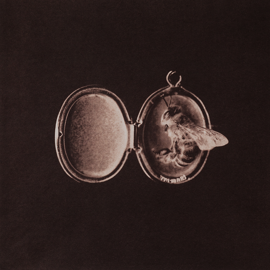 Untitled 13, 2016, 10"x10", Gold toned Vandyke Brown print on kozo