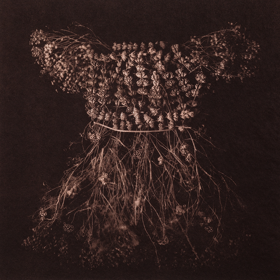 Untitled 11, 2015, 10"x10", Gold toned Vandyke Brown print on kozo