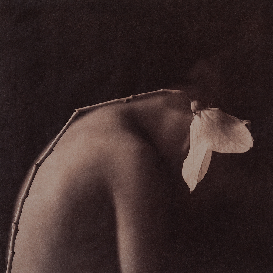 Untitled 2, 2014, 10"x10", Gold toned Vandyke Brown print on kozo