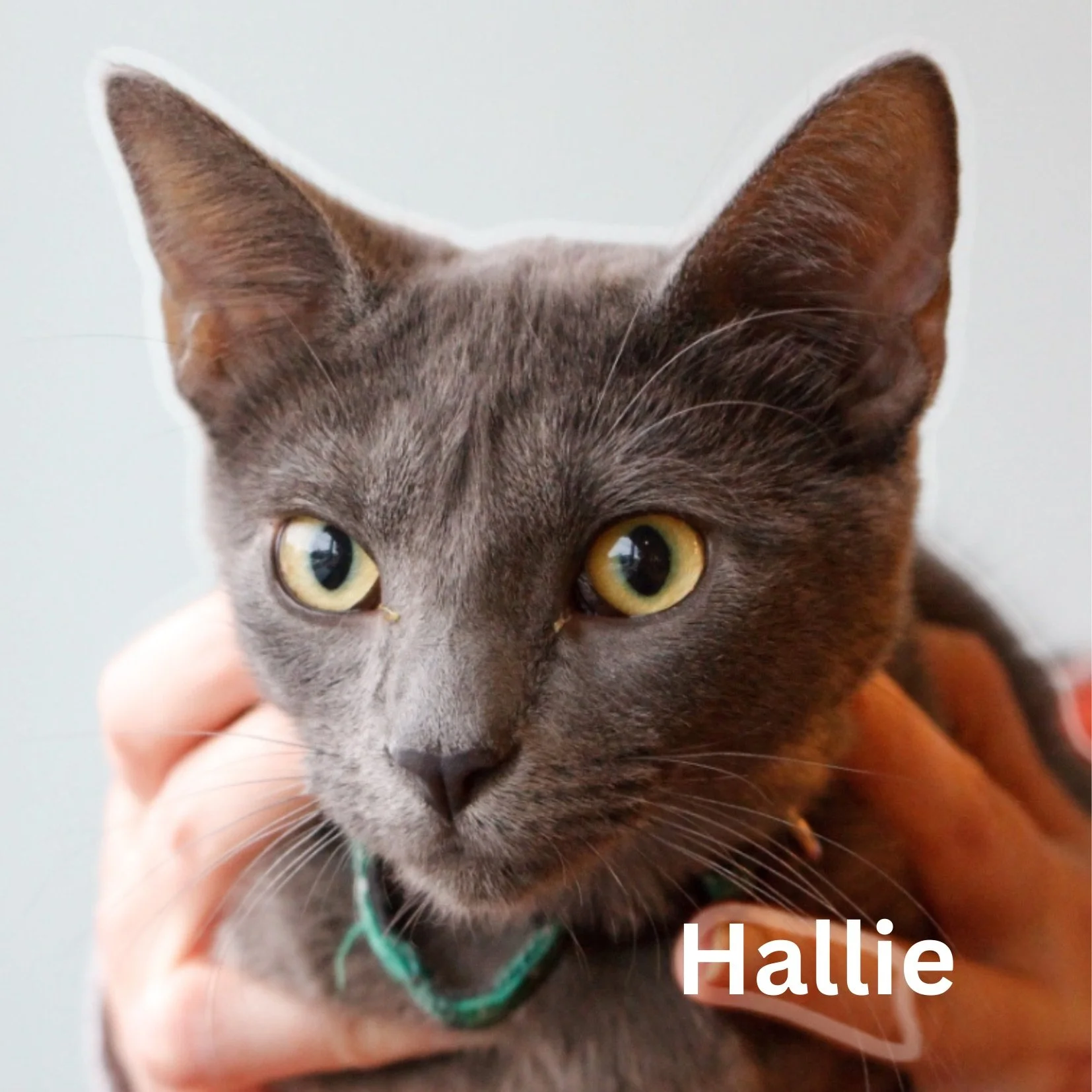 Your paragraph text.jpeg