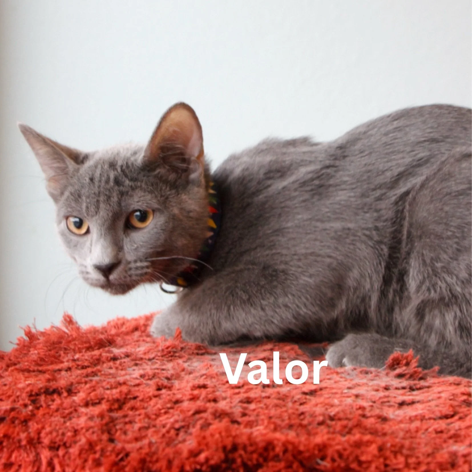 Your paragraph text.jpeg