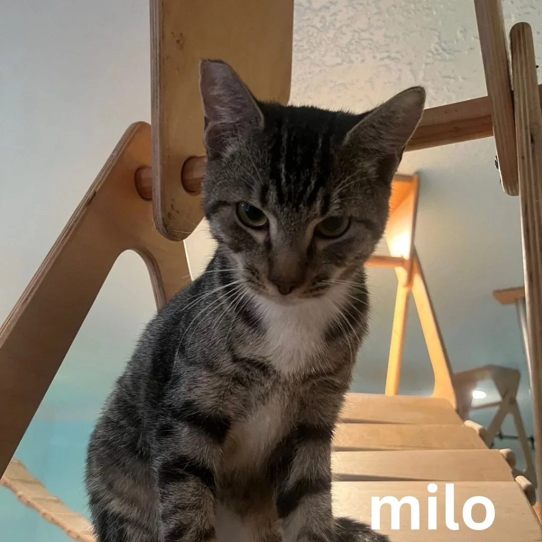 Copy of Copy of Copy of Copy of Flynn.jpeg