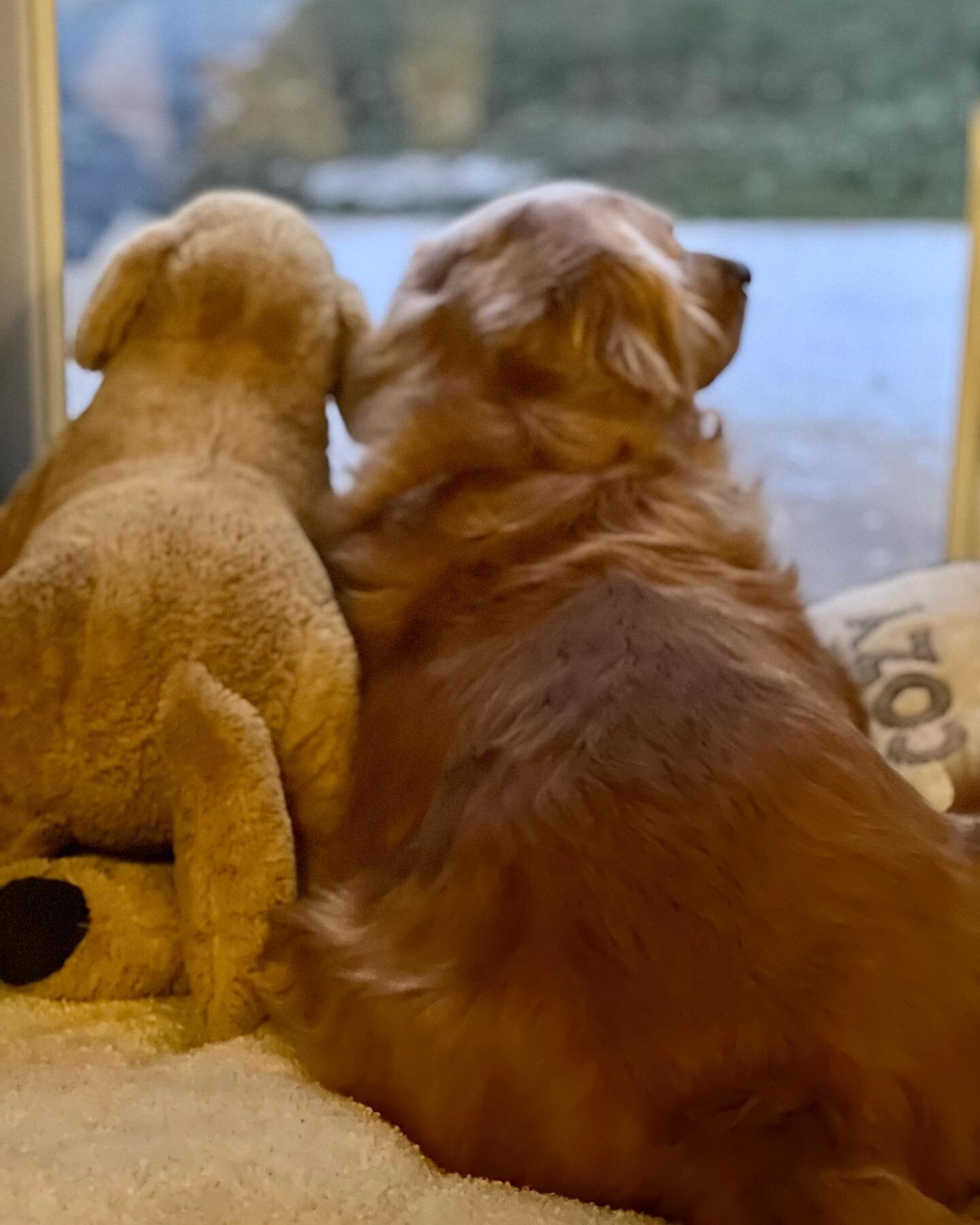 Waiting for a white Christmas. #buddies #goldenretriever #dogsofinstagram