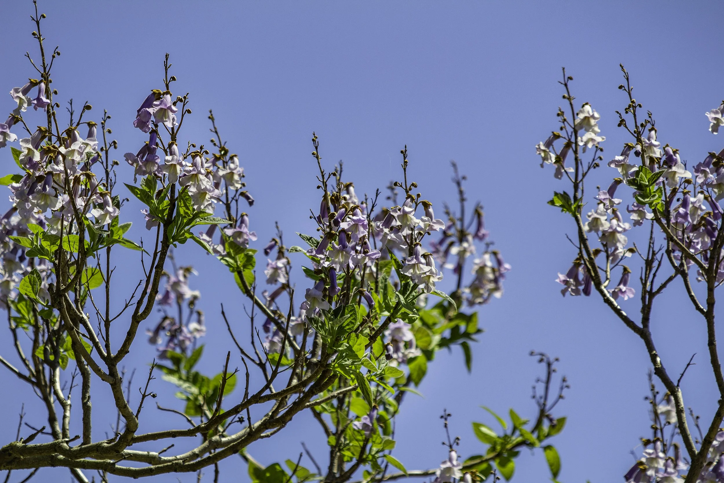 RY NEIGHBOURHOOD 090.jpg