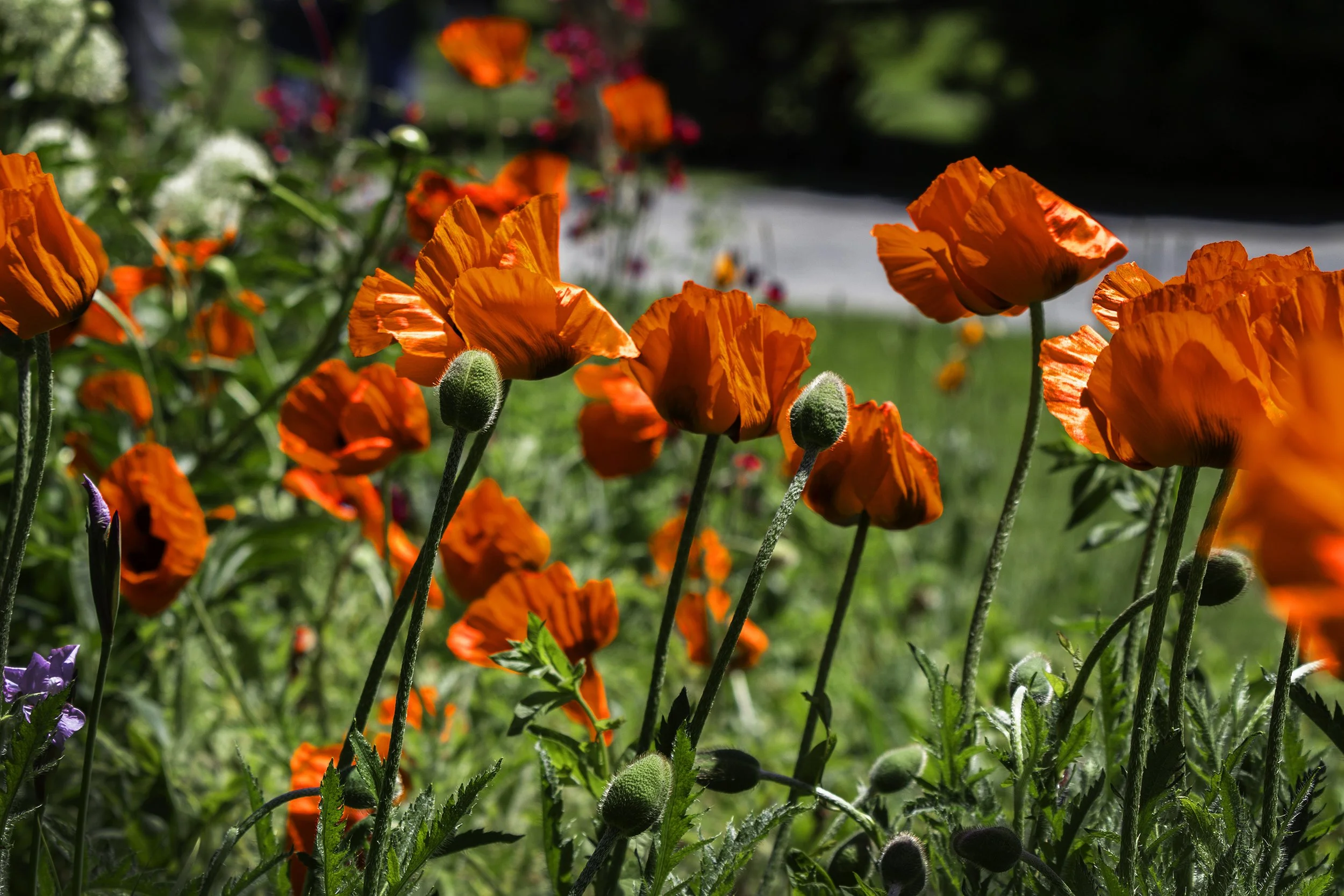 RY NEIGHBOURHOOD 093.jpg