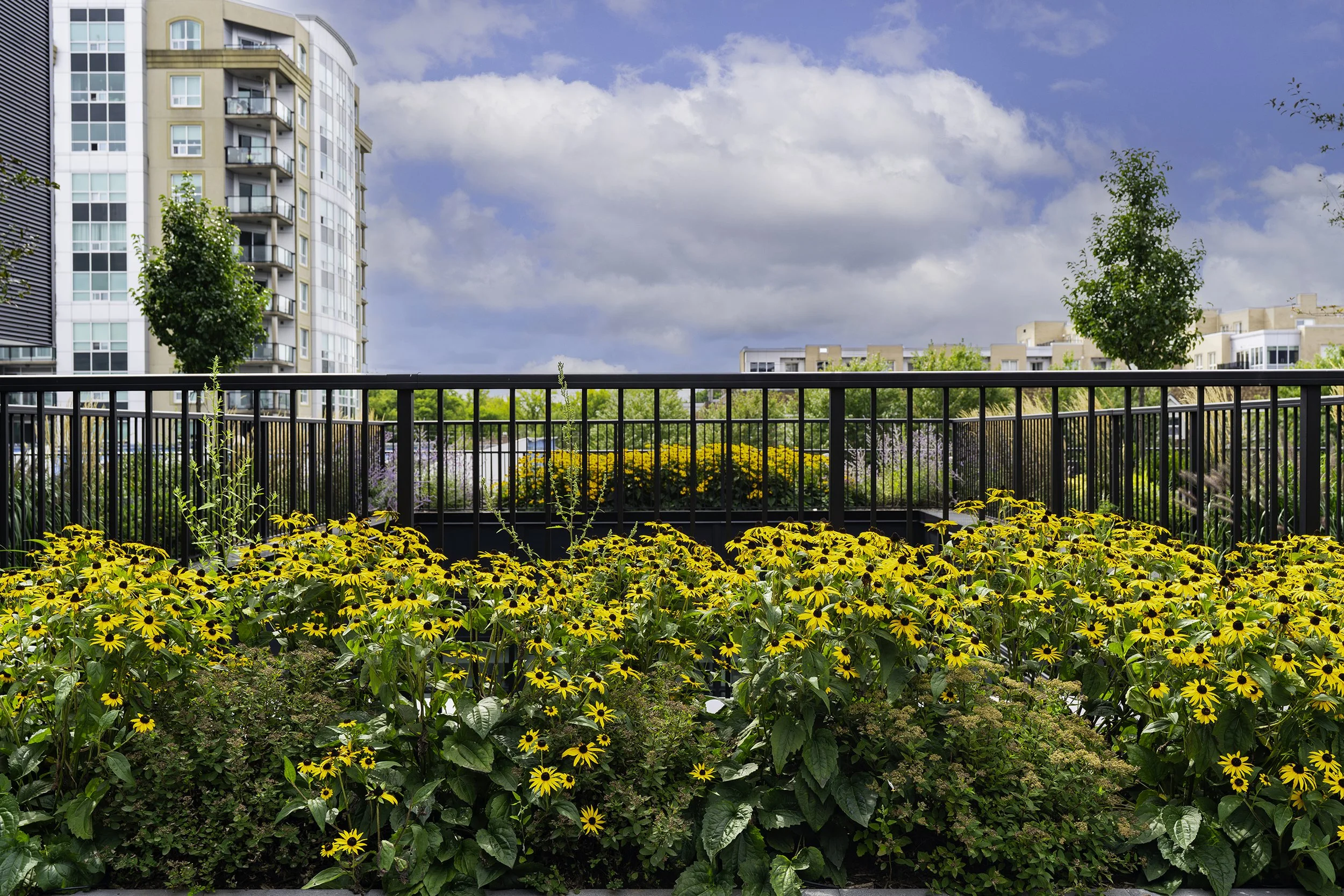 Back Yard 020 copy.jpg