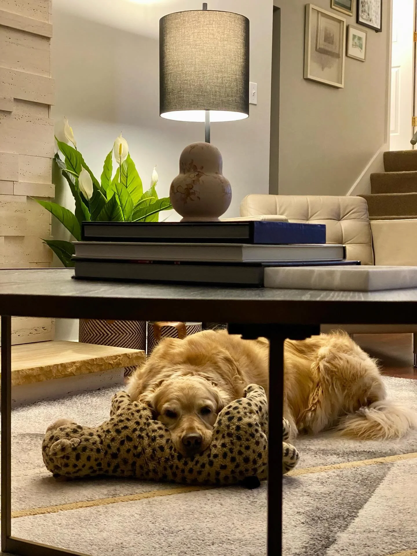 When you defeat the leopard&hellip; and then nap on it 😴🐆➡️🐶 #goldenretriever