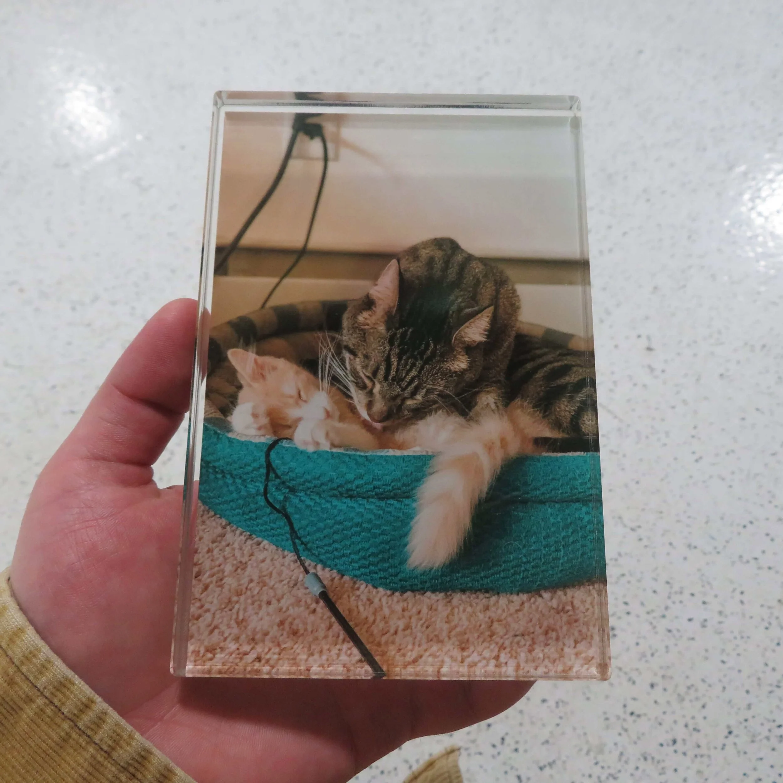 digitally printed photo of two cats on a block of clear acrylic