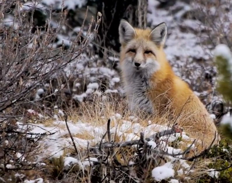 fox.png