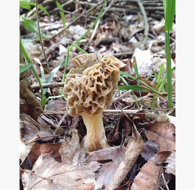 Foraging morels at my farm in southwest Wisconsin