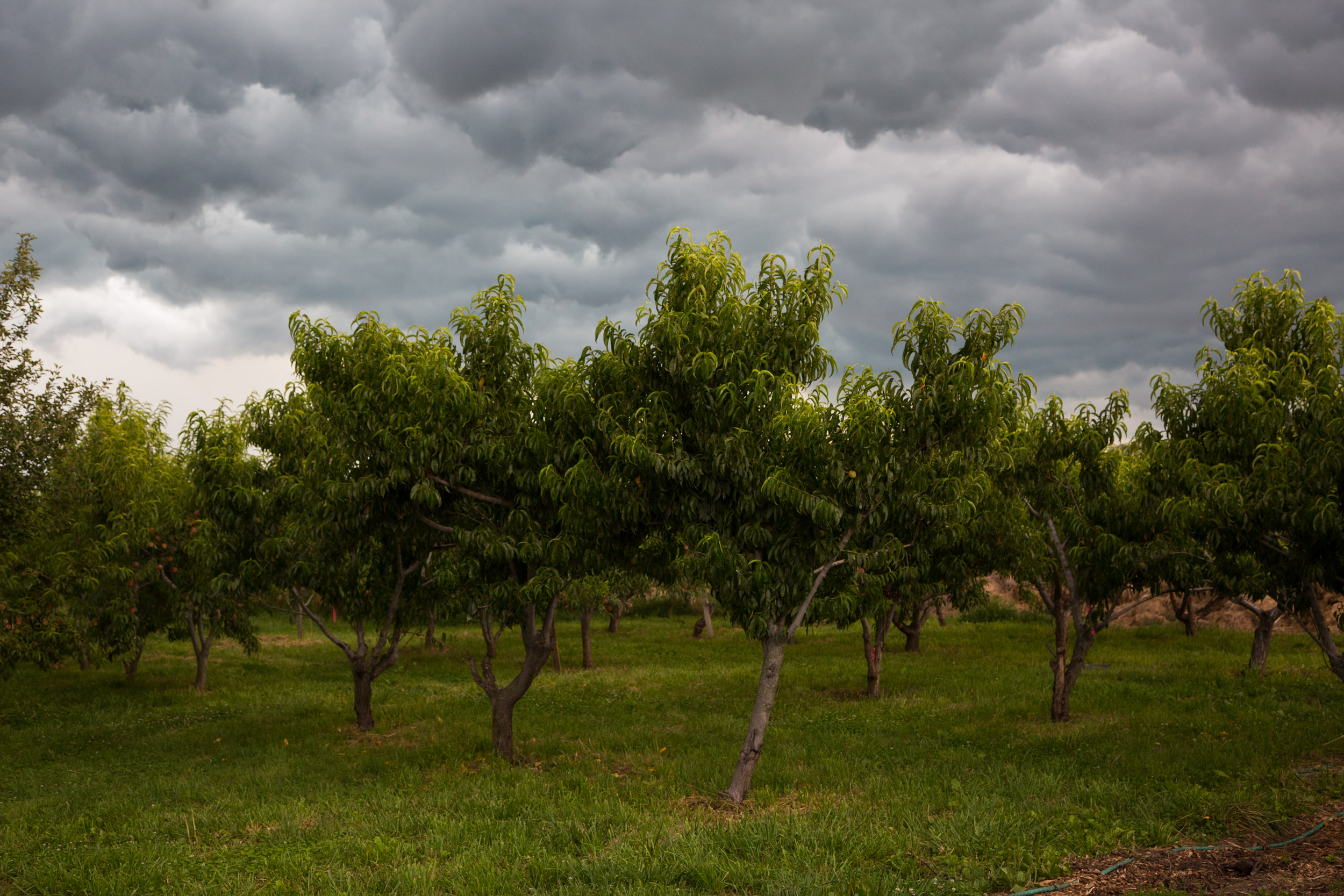 The Orchard