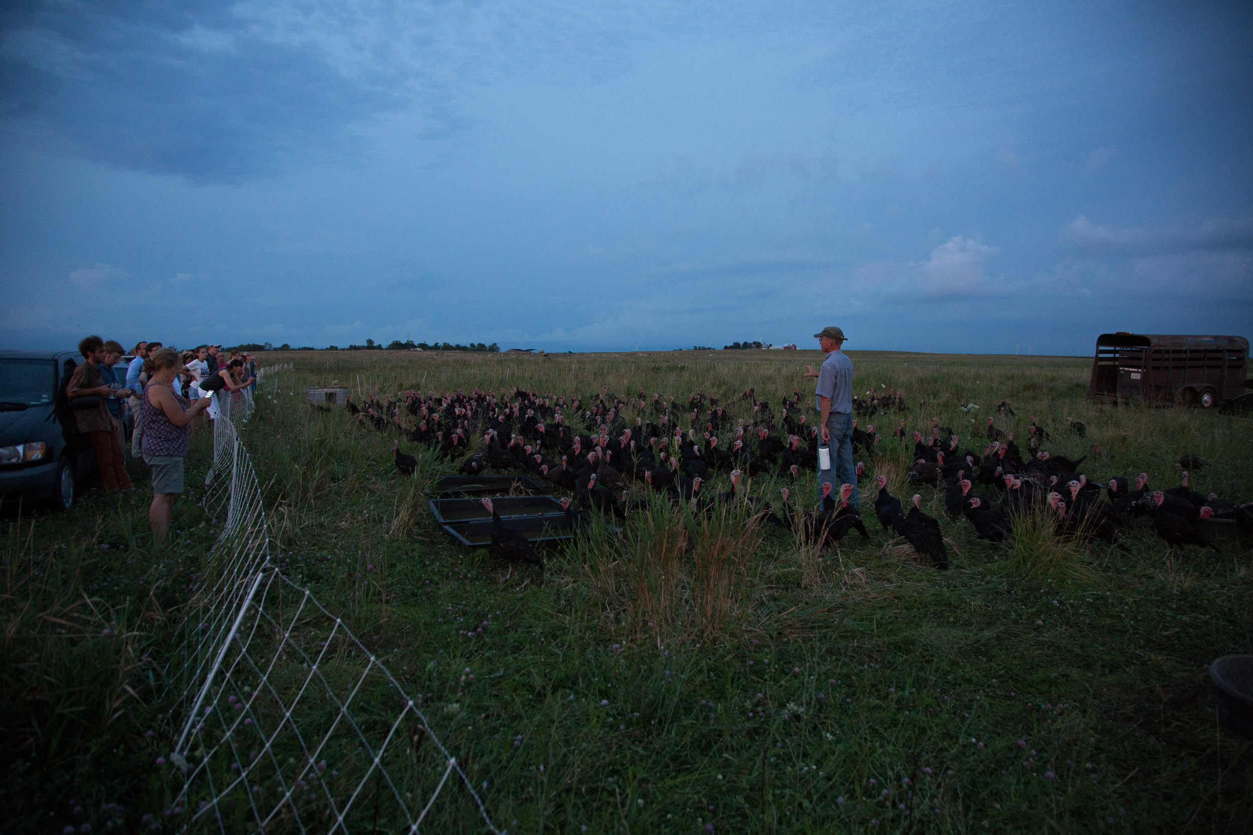 Black Aztec heritage turkeys