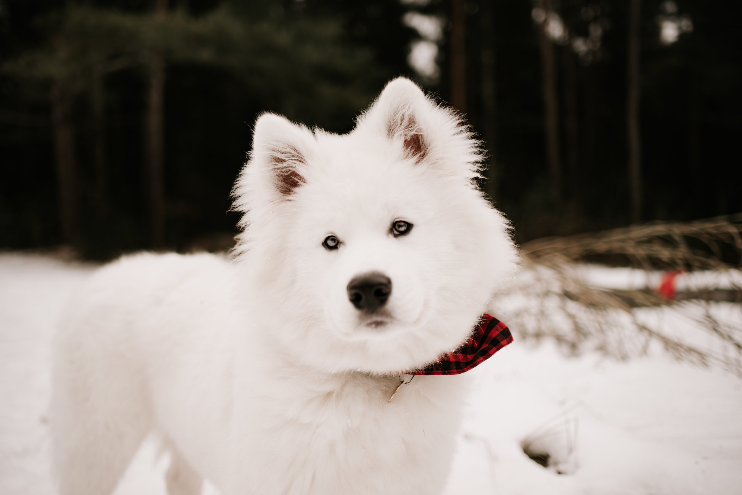 Snowy_engagement_session-52.jpg