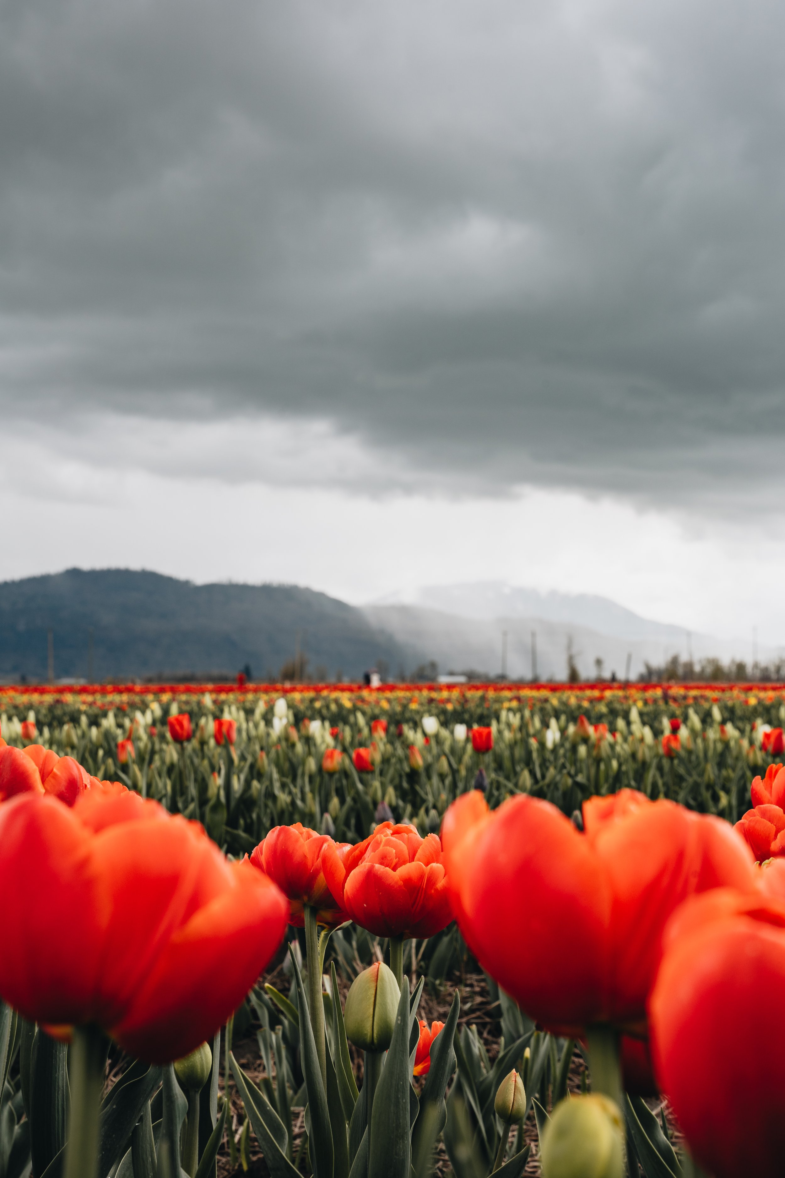 Spring in Vancouver-7.jpg