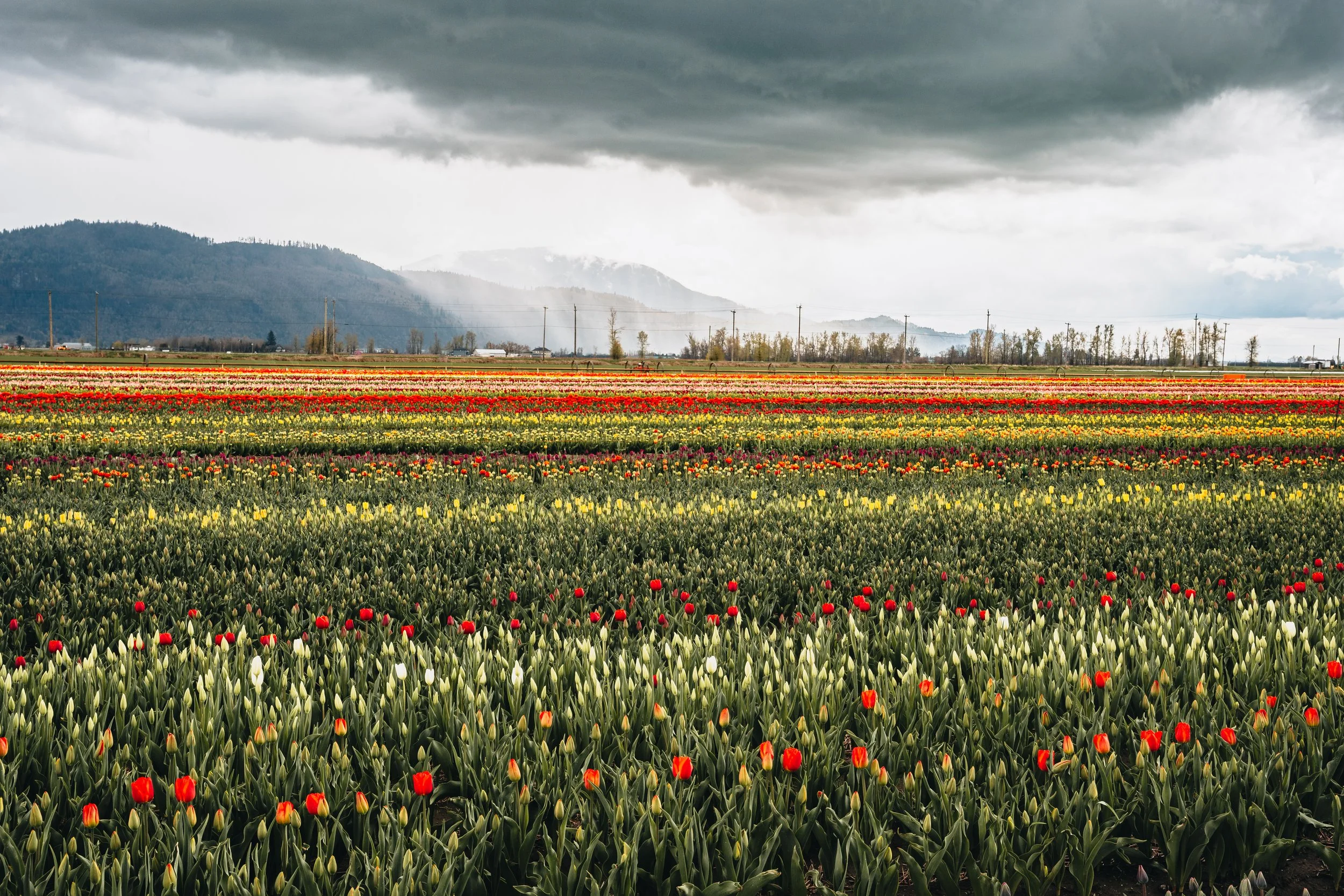 Spring in Vancouver-6.jpg