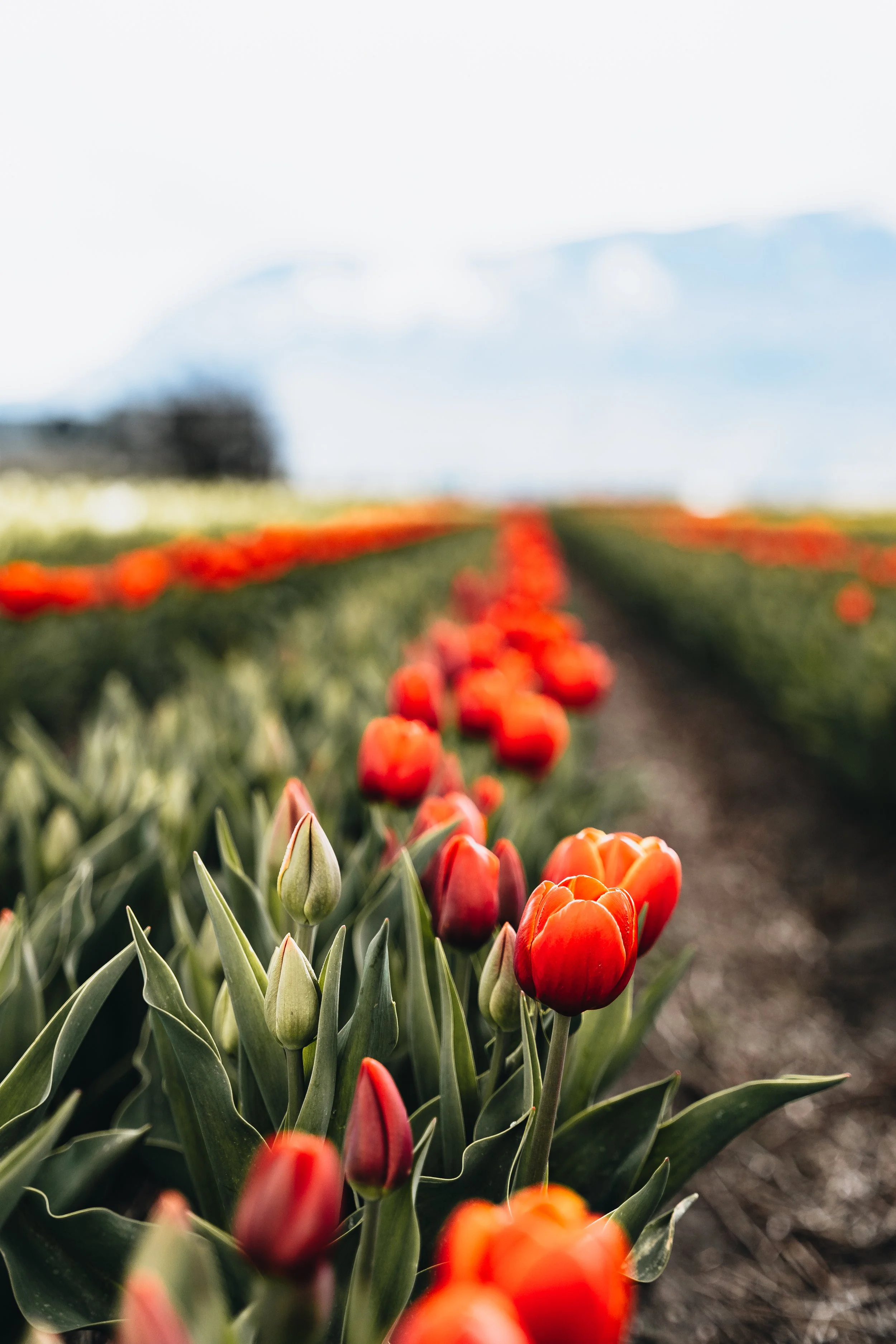 Spring in Vancouver-1.jpg