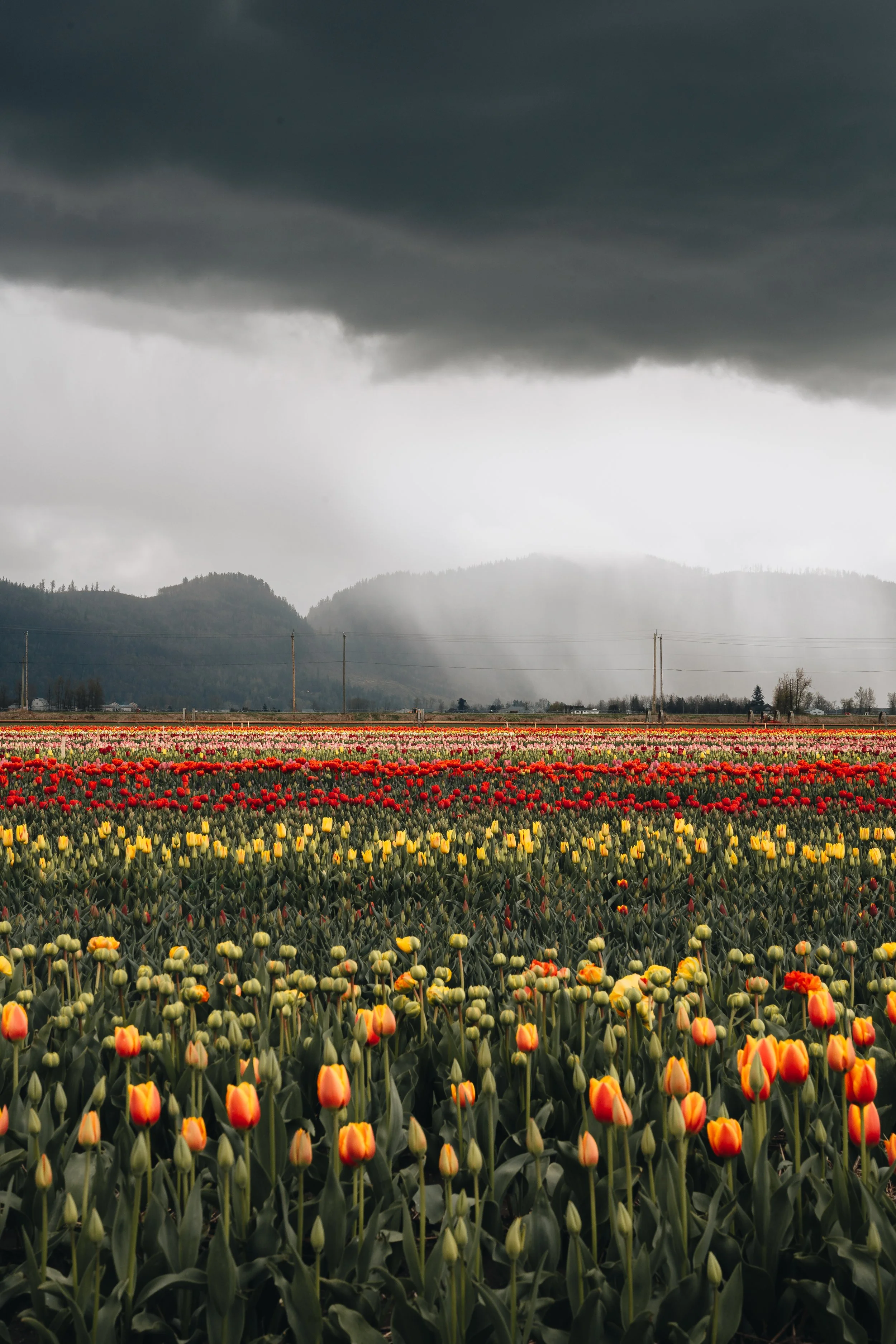 Spring in Vancouver-20.jpg