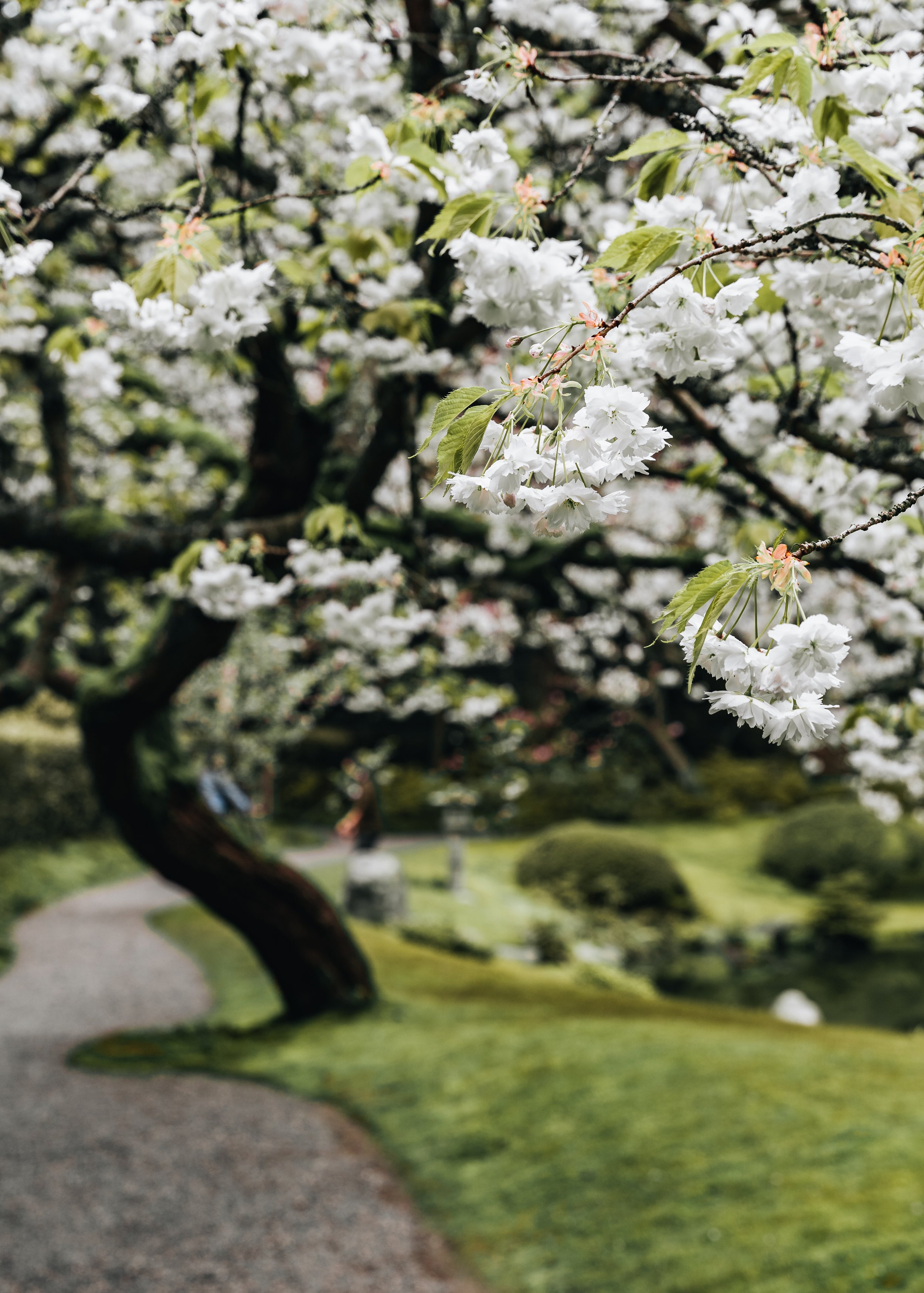 Spring in Vancouver-38.jpg