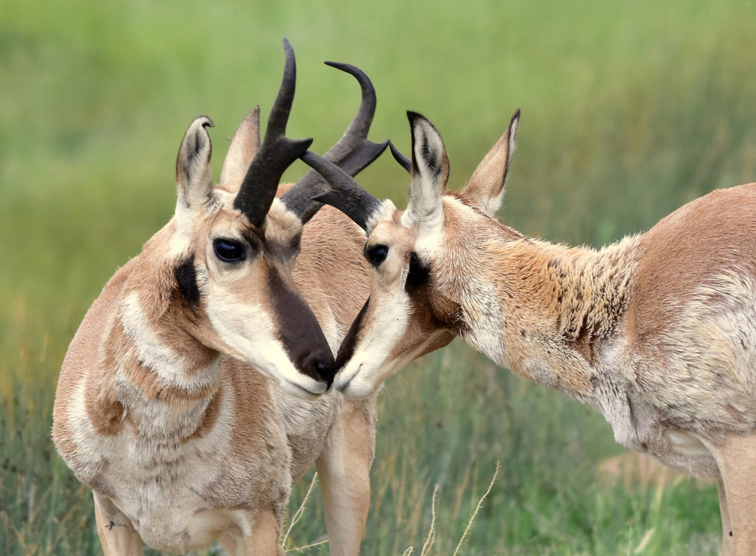 Pronghorn ( Antilocapra americana ) on the Arapaho National Wildlife Refuge in Colorado. Source: US Fish and Wildlife Service