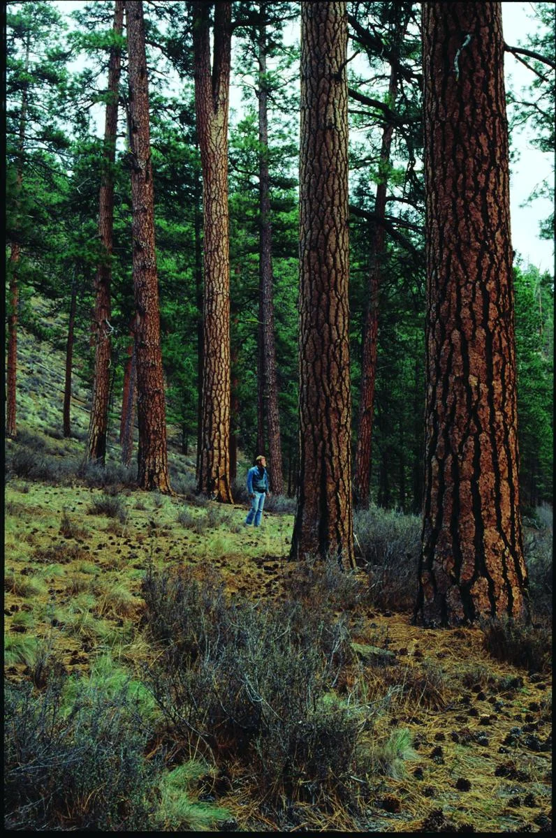 Old-growth ponderosa pine in the proposed Metolius Breaks Wilderness. Image: Elizabeth Feryl