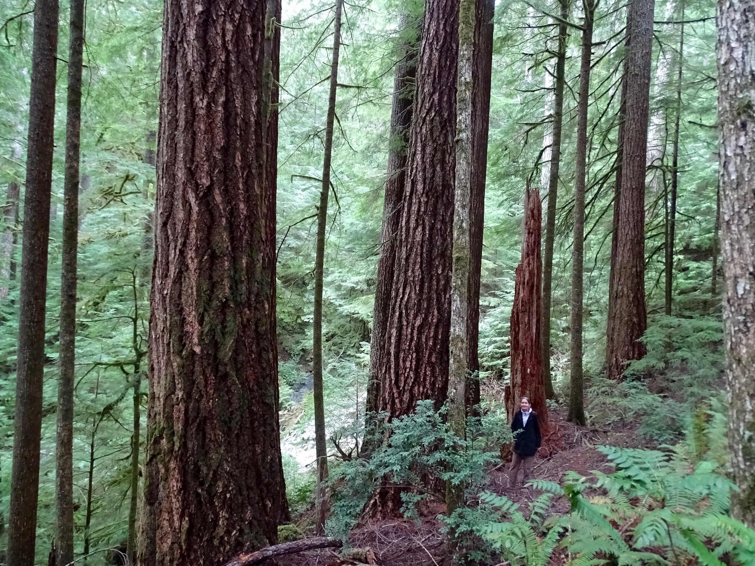 .Though large, the trees are relatively young in that the Elliott State Forest is very productive. Image David Tvedt.