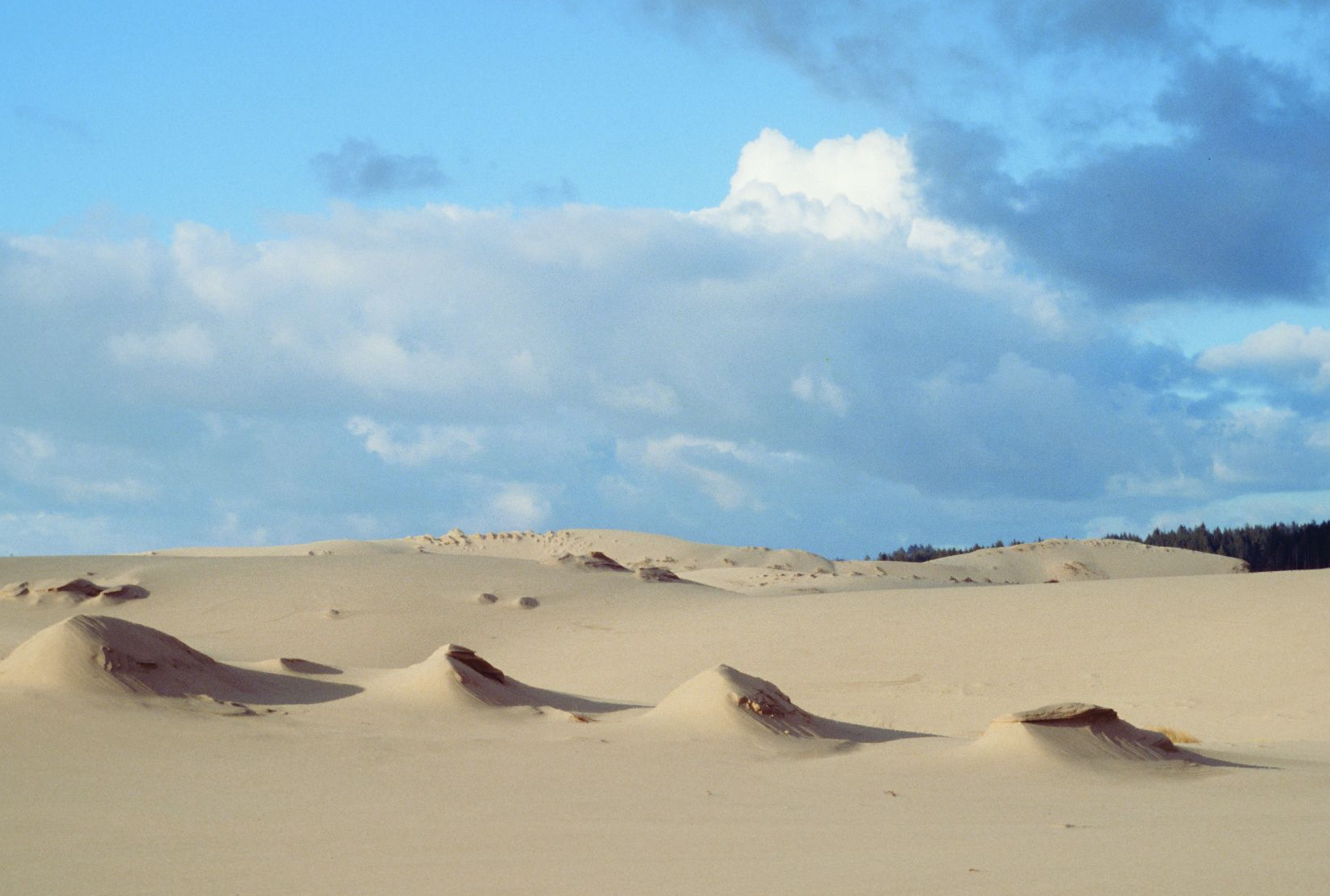 The Umpqua Dunes unit of the proposed Oregon Dunes Wilderness in the Oregon Dunes National Recreation Area in Lane, Douglas and Coos counties. Photo: Dominic DeFazio, first appearing in Oregon Wild: Endangered Forest Wilderness .