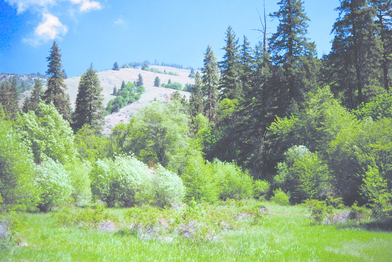 Senators Ron Wyden and Jeff Merkley have proposed the Dakubetede area on Bureau of Land Management holdings in Jackson County as congressionally recognized "primitive backcountry area." Wilderness is a better designation. Photo: Chant Thomas, first appearing in Oregon Wild: Endangered Forest Wilderness .