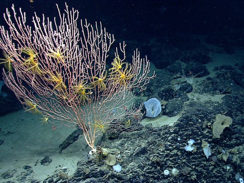 Figure 1. The NEC&S Marine National Monument encompasses three canyons and four seamounts (extinct undersea volcanoes). This photo is from one of those seamounts, Mytilus, whose summit is 8,800 feet below the ocean’s surface. It shows a bamboo coral attached to the black basalt rock formed by the volcano. The yellow animals on the coral are crinoids, or sea lilies, in the same major group of animals as sea stars. Source: Earthjustice , NOAA.