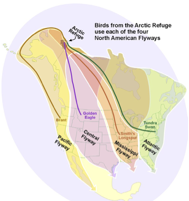 The Arctic National Wildlife Refuge connects with all four of the North American Flyways. Source: US Fish and Wildlife Service