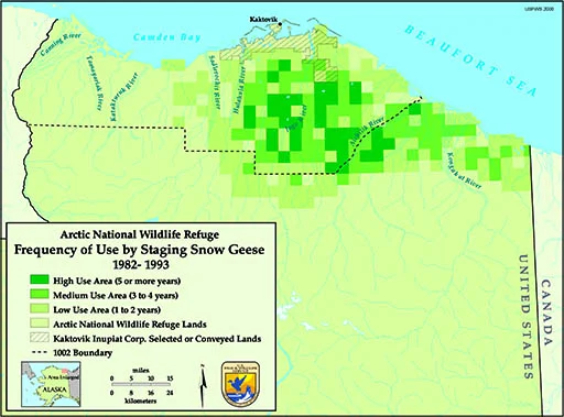 Snow goose staging in the 1002 area. The darker the green, the higher the use. Source: US Fish and Wildlife Service