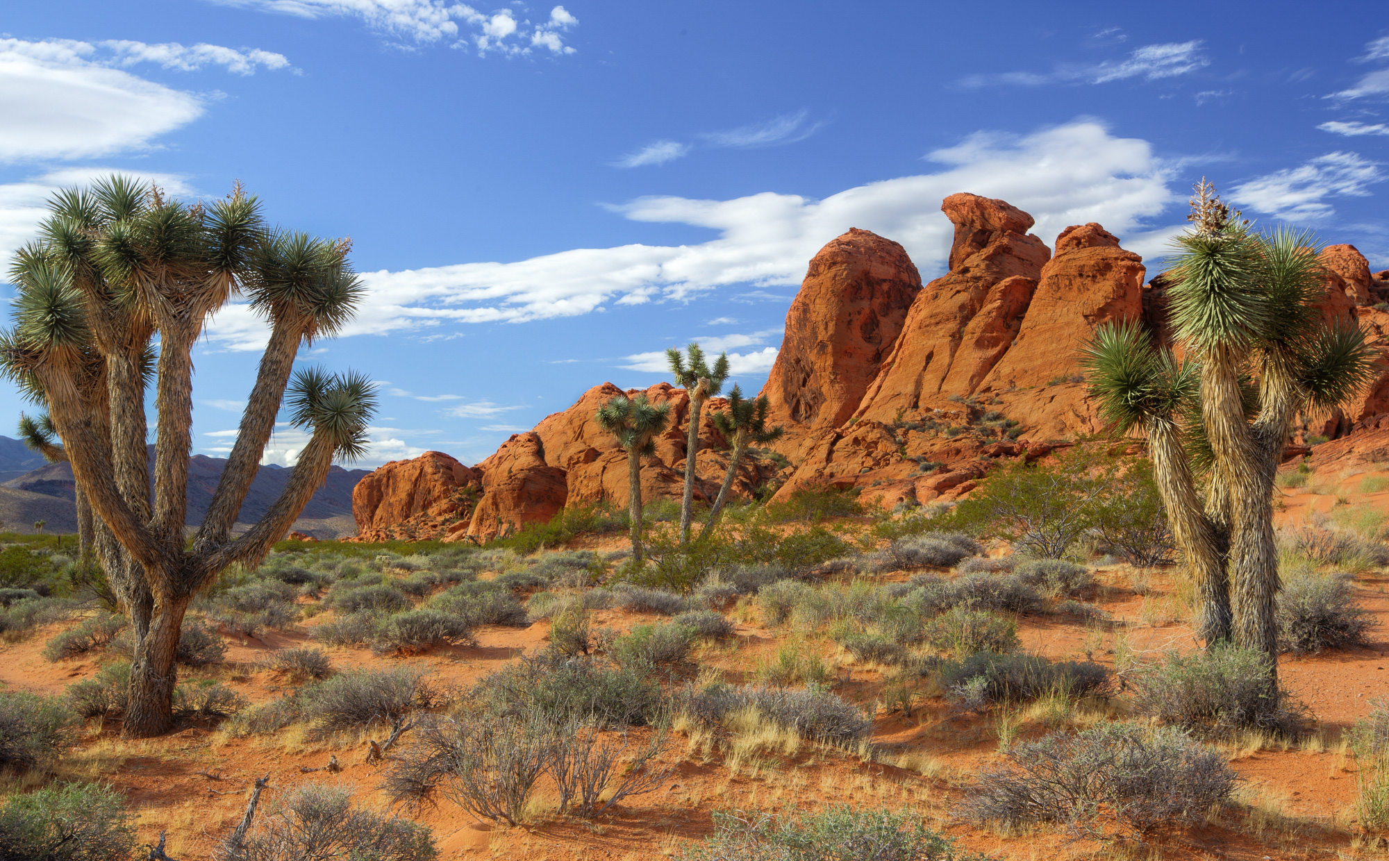 Cliven Bundy’s livestock are trespassing in and near Gold Butte National Monument. The presidential proclamation of the monument says, “Livestock grazing has not been permitted in the monument area since 1998 and the Secretary shall not issue any new grazing permits or leases on lands within the monument.” Source: Bureau of Land Management.