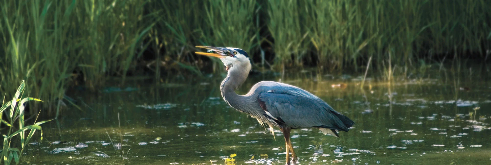 A great blue heron in the Wells National Estuarine Research Reserve in Maine. Source: NOAA.