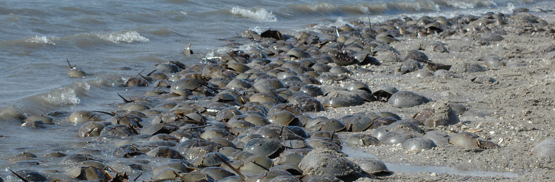 The Delaware National Estuarine Research Reserve in Delaware. Source: NOAA