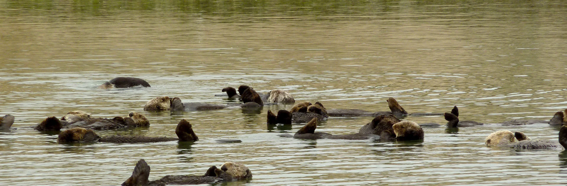 The Elkhorn Slough National Estuarine Research Reserve in California. Source: NOAA.