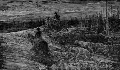 In his The Mountains California (1894), John Muir described domestic sheep as “hoofed locusts.” This is the frontispiece from the book. Source: Sierra Club
