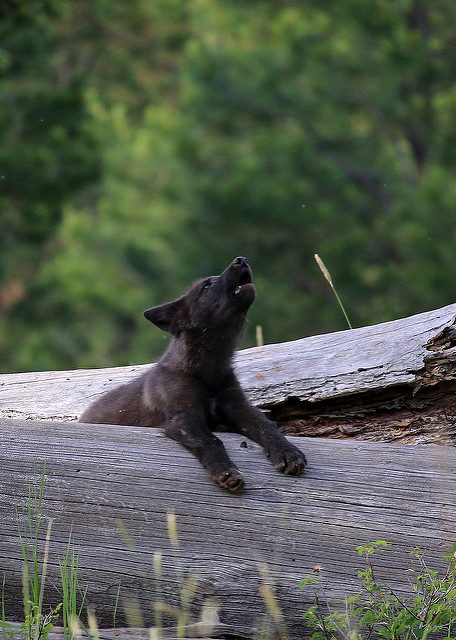 WolfPupWenahaPackODFW.jpg