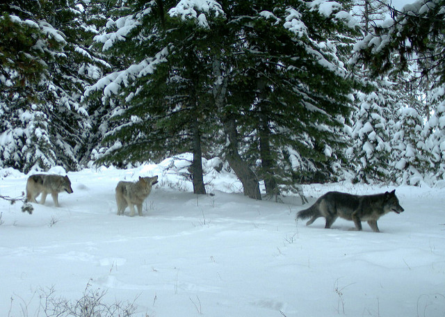 Wolves of the Minam Pack. Source: Oregon Department of Fish and Wildlife