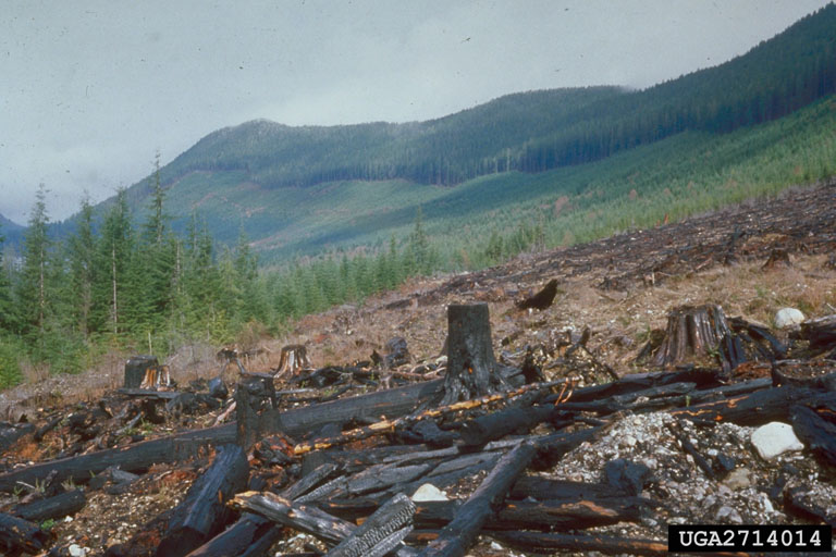 Figure 2. Production forestry in the Pacific Northwest . Source: Doug Macguire, Oregon State University, bugwood.org.