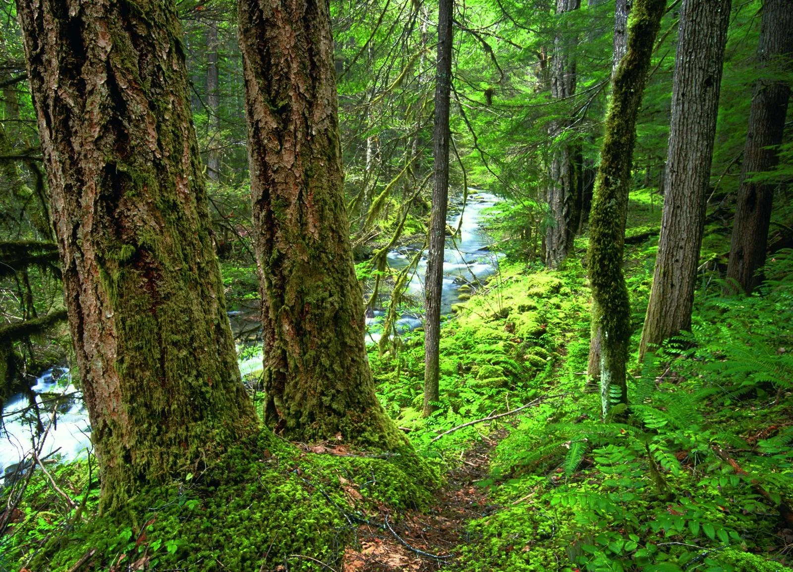 Old-growth forest in the Bitter Lick Creek unit of the proposed Rogue-Umpqua Wilderness Additions in the Oregon Cascades . Source: Ken Crocker (first appeared in Oregon Wild: Endangered Forest Wilderness .