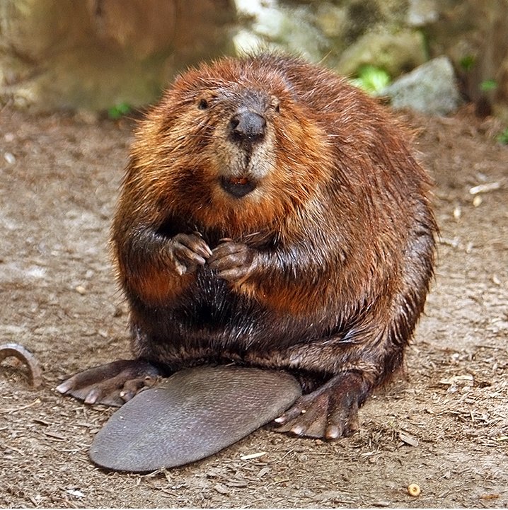 Figure 1. Perhaps not cuddly, Castor canadensis is nonetheless cute . Source: Wikipedia .