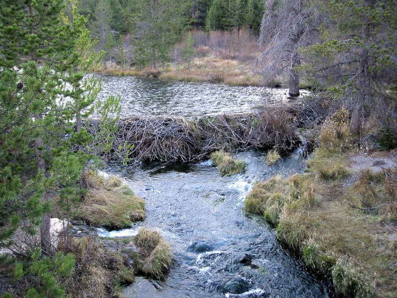 BeaverDam_8409.jpg