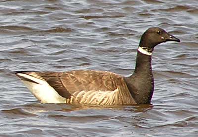 BlackBrant.jpg