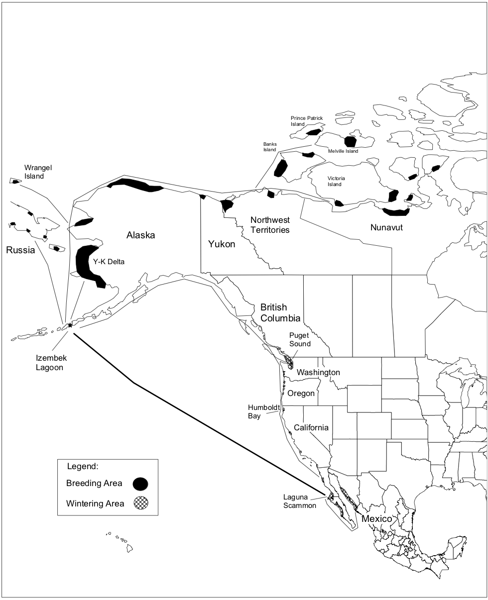 Map 3. Almost all Pacific black brant use the Izembek during all or part of the year. The Izembek is either a vital starting and ending point for a nonstop 3,000-mile trip over the Pacific Ocean or a location for wintering, during which the birds can lose 30 percent of their body weight. Historically, most made the annual trip south to winter along the Northeast Pacific Coast from Puget Sound to the Baja Peninsula. However, with a warming climate, many more are now choosing to winter at Izembek. Source: U.S. Fish and Wildlife Service