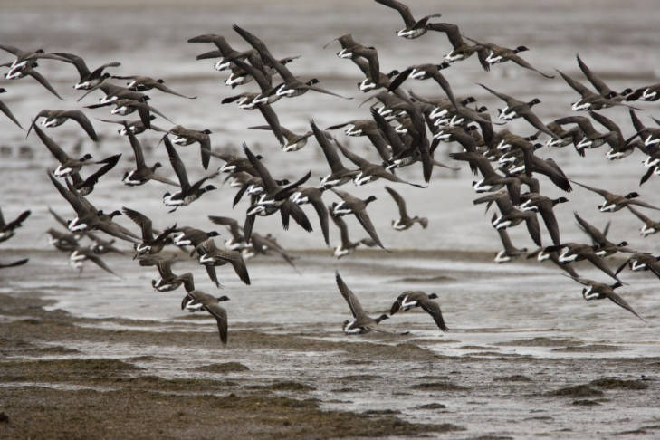 Figure 4. Pacific black Brandt. Source: US Fish and Wildlife Service.