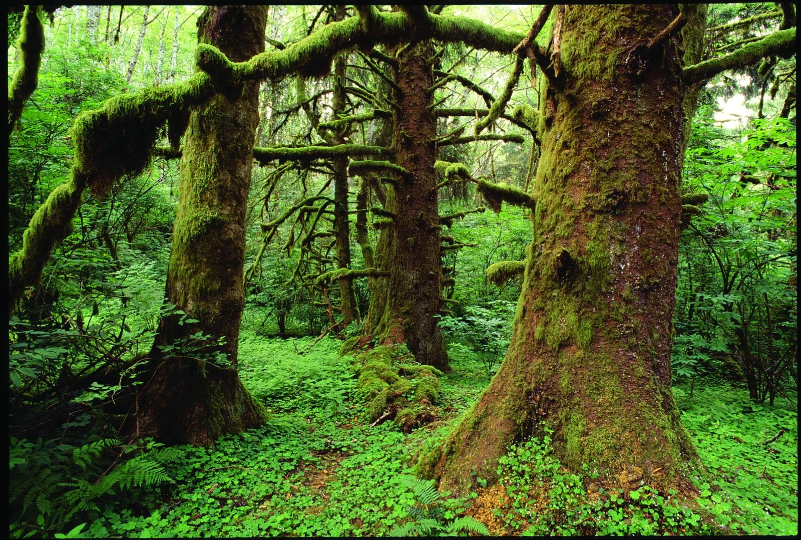 iiSitkaSpruceOldGrowth copy.jpg